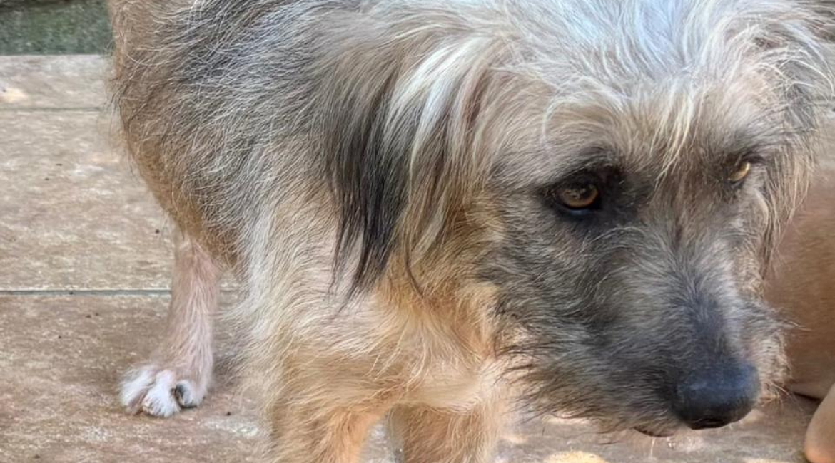 Chiens à adopter
